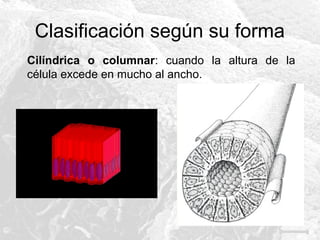 Clasificación según su forma
Cilíndrica o columnar: cuando la altura de la
célula excede en mucho al ancho.

 