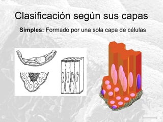 Clasificación según sus capas
Simples: Formado por una sola capa de células

 