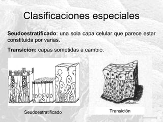 Clasificaciones especiales
Seudoestratificado: una sola capa celular que parece estar
constituida por varias.
Transición: capas sometidas a cambio.

Seudoestratificado

Transición

 