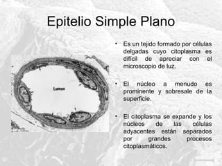 Epitelio Simple Plano
•

Es un tejido formado por células
delgadas cuyo citoplasma es
difícil de apreciar con el
microscopio de luz.

•

El núcleo a menudo es
prominente y sobresale de la
superficie.

•

El citoplasma se expande y los
núcleos
de
las
células
adyacentes están separados
por
grandes
procesos
citoplasmáticos.

 