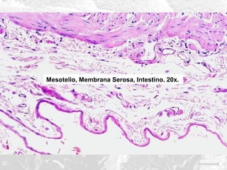 Mesotelio, Membrana Serosa, Intestino. 20x.

 