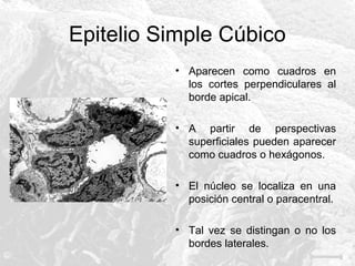 Epitelio Simple Cúbico
• Aparecen como cuadros en
los cortes perpendiculares al
borde apical.
• A partir de perspectivas
superficiales pueden aparecer
como cuadros o hexágonos.
• El núcleo se localiza en una
posición central o paracentral.
• Tal vez se distingan o no los
bordes laterales.

 