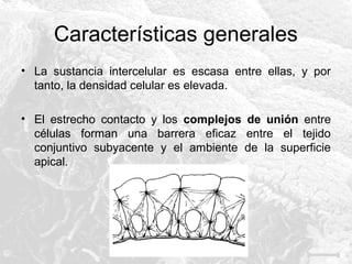 Características generales
• La sustancia intercelular es escasa entre ellas, y por
tanto, la densidad celular es elevada.
• El estrecho contacto y los complejos de unión entre
células forman una barrera eficaz entre el tejido
conjuntivo subyacente y el ambiente de la superficie
apical.

 