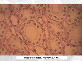 Túbulos renales, HE y PAS. 40x.

 