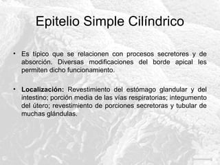 Epitelio Simple Cilíndrico
• Es típico que se relacionen con procesos secretores y de
absorción. Diversas modificaciones del borde apical les
permiten dicho funcionamiento.
• Localización: Revestimiento del estómago glandular y del
intestino; porción media de las vías respiratorias; integumento
del útero; revestimiento de porciones secretoras y tubular de
muchas glándulas.

 