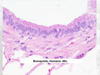 Bronquiolo, Humano. 40x.

 