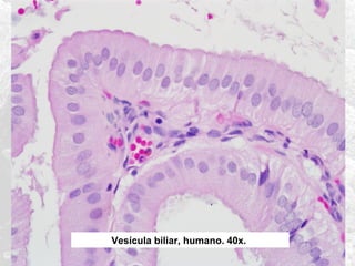 Vesícula biliar, humano. 40x.

 