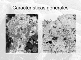 Características generales

 