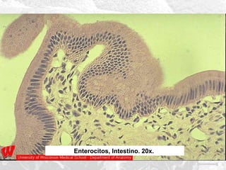Enterocitos, Intestino. 20x.

 