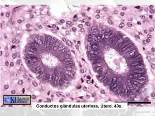 Conductos glándulas uterinas, Útero. 40x.

 