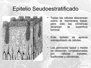 Epitelio Seudoestratificado
• Todas las células descansan
sobre la membrana basal,
pero solo las cilíndricas
alcanzan
la
superficie
luminal.
• Este epitelio se aprecia
sobrepoblado de células.
• Las porciones basal y media
se observan congestionadas
por
células
basales,
fusiformes y cilíndricas.

 