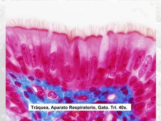 Tráquea, Aparato Respiratorio, Gato. Tri. 40x.

 