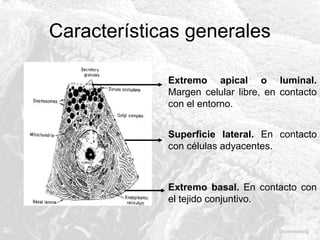 Características generales
Extremo apical o luminal.
Margen celular libre, en contacto
con el entorno.
Superficie lateral. En contacto
con células adyacentes.

Extremo basal. En contacto con
el tejido conjuntivo.

 