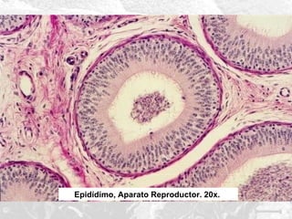 Epidídimo, Aparato Reproductor. 20x.

 