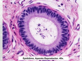 Epidídimo, Aparato Reproductor. 40x.

 
