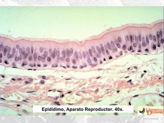 Epidídimo, Aparato Reproductor. 40x.

 