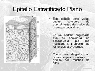 Epitelio Estratificado Plano
• Este epitelio tiene varias
capas
celulares
de
queratinocitos derivados de
una capa basal única.
• Es un epitelio engrosado
que se encuentra en
dondequiera
que
sea
necesaria la protección de
los tejidos subyacentes.
• Puede ser delgado con
pocas capas celulares o
grueso con muchas de
ellas.

 