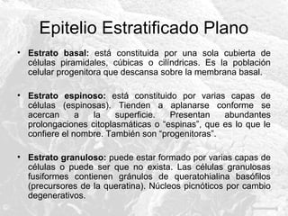 Epitelio Estratificado Plano
• Estrato basal: está constituida por una sola cubierta de
células piramidales, cúbicas o cilíndricas. Es la población
celular progenitora que descansa sobre la membrana basal.
• Estrato espinoso: está constituido por varias capas de
células (espinosas). Tienden a aplanarse conforme se
acercan
a
la
superficie.
Presentan
abundantes
prolongaciones citoplasmáticas o “espinas”, que es lo que le
confiere el nombre. También son “progenitoras”.
• Estrato granuloso: puede estar formado por varias capas de
células o puede ser que no exista. Las células granulosas
fusiformes contienen gránulos de queratohialina basófilos
(precursores de la queratina). Núcleos picnóticos por cambio
degenerativos.

 