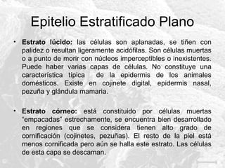 Epitelio Estratificado Plano
• Estrato lúcido: las células son aplanadas, se tiñen con
palidez o resultan ligeramente acidófilas. Son células muertas
o a punto de morir con núcleos imperceptibles o inexistentes.
Puede haber varias capas de células. No constituye una
característica típica
de la epidermis de los animales
domésticos. Existe en cojinete digital, epidermis nasal,
pezuña y glándula mamaria.
• Estrato córneo: está constituido por células muertas
“empacadas” estrechamente, se encuentra bien desarrollado
en regiones que se considera tienen alto grado de
cornificación (cojinetes, pezuñas). El resto de la piel está
menos cornificada pero aún se halla este estrato. Las células
de esta capa se descaman.

 