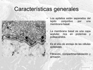 Características generales
•

Los epitelios están separados del
tejido
conjuntivo
por
una
membrana basal.

•

La membrana basal es una capa
acelular, rica en proteínas y
polisacáridos.

•

Es el sitio de anclaje de las células
epiteliales.

•

Filtración, compartimentalización y
armazón.

 