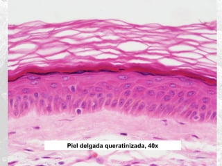 Piel delgada queratinizada, 40x

 