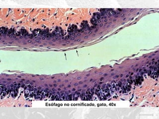 Esófago no cornificado, gato, 40x

 