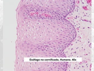 Esófago no cornificado, Humano. 40x

 