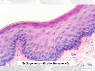 Esófago no cornificado, Humano. 40x

 
