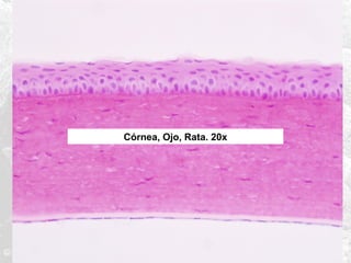 Córnea, Ojo, Rata. 20x

 