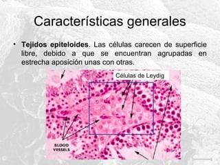 Características generales
• Tejidos epiteloides. Las células carecen de superficie
libre, debido a que se encuentran agrupadas en
estrecha aposición unas con otras.
Células de Leydig

 