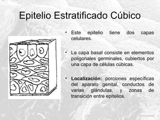 Epitelio Estratificado Cúbico
• Este epitelio
celulares.

tiene

dos

capas

• La capa basal consiste en elementos
poligonales germinales, cubiertos por
una capa de células cúbicas.
• Localización: porciones específicas
del aparato genital, conductos de
varias glándulas, y zonas de
transición entre epitelios.

 