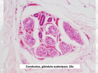 Conductos, glándula sudorípara. 20x

 