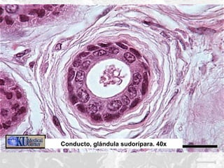 Conducto, glándula sudorípara. 40x

 