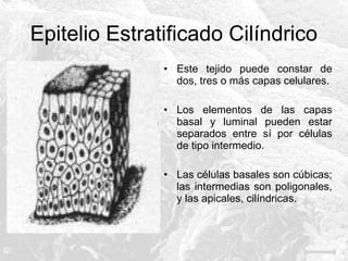 Epitelio Estratificado Cilíndrico
• Este tejido puede constar de
dos, tres o más capas celulares.
• Los elementos de las capas
basal y luminal pueden estar
separados entre sí por células
de tipo intermedio.
• Las células basales son cúbicas;
las intermedias son poligonales,
y las apicales, cilíndricas.

 