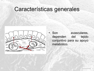 Características generales

• Son
avasculares,
dependen
del
tejido
conjuntivo para su apoyo
metabólico.

 