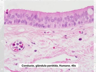 Conducto, glándula parótida, Humano. 40x

 
