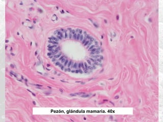 Pezón, glándula mamaria. 40x

 