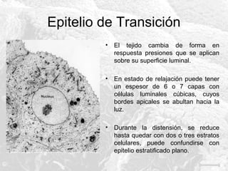 Epitelio de Transición
•

El tejido cambia de forma en
respuesta presiones que se aplican
sobre su superficie luminal.

•

En estado de relajación puede tener
un espesor de 6 o 7 capas con
células luminales cúbicas, cuyos
bordes apicales se abultan hacia la
luz.

•

Durante la distensión, se reduce
hasta quedar con dos o tres estratos
celulares, puede confundirse con
epitelio estratificado plano.

 