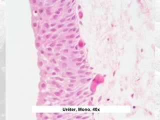 Uréter, Mono. 40x

 