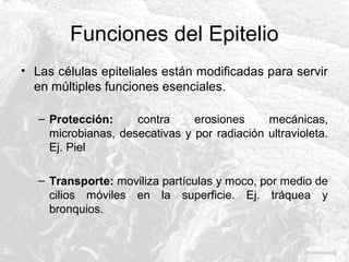 Funciones del Epitelio
• Las células epiteliales están modificadas para servir
en múltiples funciones esenciales.
– Protección:
contra
erosiones
mecánicas,
microbianas, desecativas y por radiación ultravioleta.
Ej. Piel
– Transporte: moviliza partículas y moco, por medio de
cilios móviles en la superficie. Ej. tráquea y
bronquios.

 