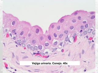 Vejiga urinaria. Conejo. 40x

 