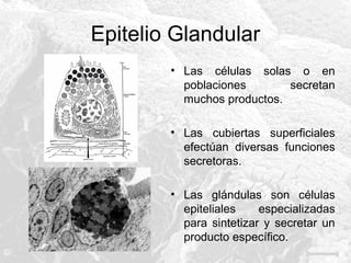 Epitelio Glandular
• Las células solas o en
poblaciones
secretan
muchos productos.
• Las cubiertas superficiales
efectúan diversas funciones
secretoras.
• Las glándulas son células
epiteliales
especializadas
para sintetizar y secretar un
producto específico.

 