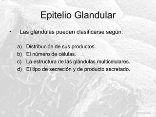 Epitelio Glandular
•

Las glándulas pueden clasificarse según:
a)
b)
c)
d)

Distribución de sus productos.
El número de células.
La estructura de las glándulas multicelulares.
El tipo de secreción y de producto secretado.

 