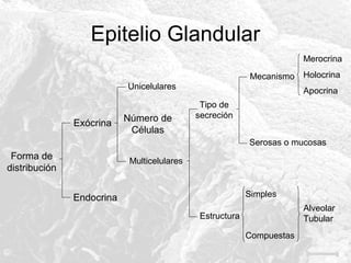 Epitelio Glandular
Merocrina
Mecanismo
Unicelulares

Exócrina

Número de
Células

Holocrina
Apocrina

Tipo de
secreción
Serosas o mucosas

Forma de
distribución

Multicelulares

Simples

Endocrina

Alveolar
Tubular

Estructura
Compuestas

 
