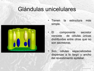 Glándulas unicelulares
• Tienen
simple.

la

estructura

más

• El
componente
secretor
consiste
de células únicas
distribuidas entre otras que no
son secretoras.
• Son células especializadas
dispersas a lo largo y ancho
del revestimiento epitelial.

 