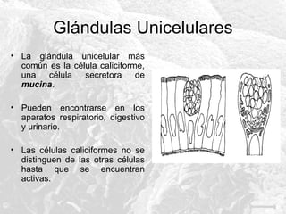 Glándulas Unicelulares
• La glándula unicelular más
común es la célula caliciforme,
una
célula
secretora
de
mucina.
• Pueden encontrarse en los
aparatos respiratorio, digestivo
y urinario.
• Las células caliciformes no se
distinguen de las otras células
hasta que se encuentran
activas.

 