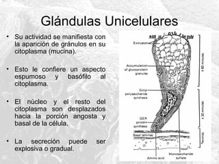 Glándulas Unicelulares
• Su actividad se manifiesta con
la aparición de gránulos en su
citoplasma (mucina).
• Esto le confiere un aspecto
espumoso y basófilo al
citoplasma.
• El núcleo y el resto del
citoplasma son desplazados
hacia la porción angosta y
basal de la célula.
• La secreción puede
explosiva o gradual.

ser

 