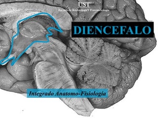 DIENCEFALO
Integrado Anatomo-Fisiología
UST
Escuela de KinesiologíaY Fonoaudiología
 