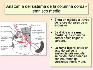 Anatomía del sistema de la columna dorsal-
             lemnisco medial

                       • Entra en médula a través
                         de raíces dorsales de n.
                         espinales.

                       • Se divide una rama
                         medial q’ ↑ x columna
                         dorsal hasta llegar al
                         cerebro.

                       • La rama lateral entra en
                         asta dorsal de la
                         sustancia gris medular,
                         se divide, hace sinápsis
                         con neuronas de
                         porciones inter½ y ant.
 