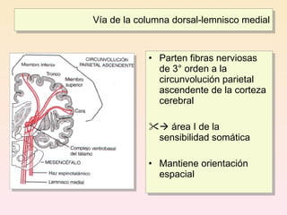 Vía de la columna dorsal-lemnisco medial


            • Parten fibras nerviosas
              de 3° orden a la
              circunvolución parietal
              ascendente de la corteza
              cerebral

             área I de la
             sensibilidad somática

            • Mantiene orientación
              espacial
 